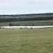 cattle-on-green-grass-with-tank-2-may-8