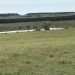 cattle-on-green-grass-with-tank-may-8