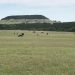 cattle-on-green-grass-may-8